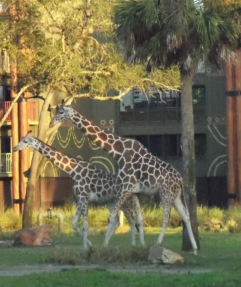 giraffes at animal kingdom lodge
