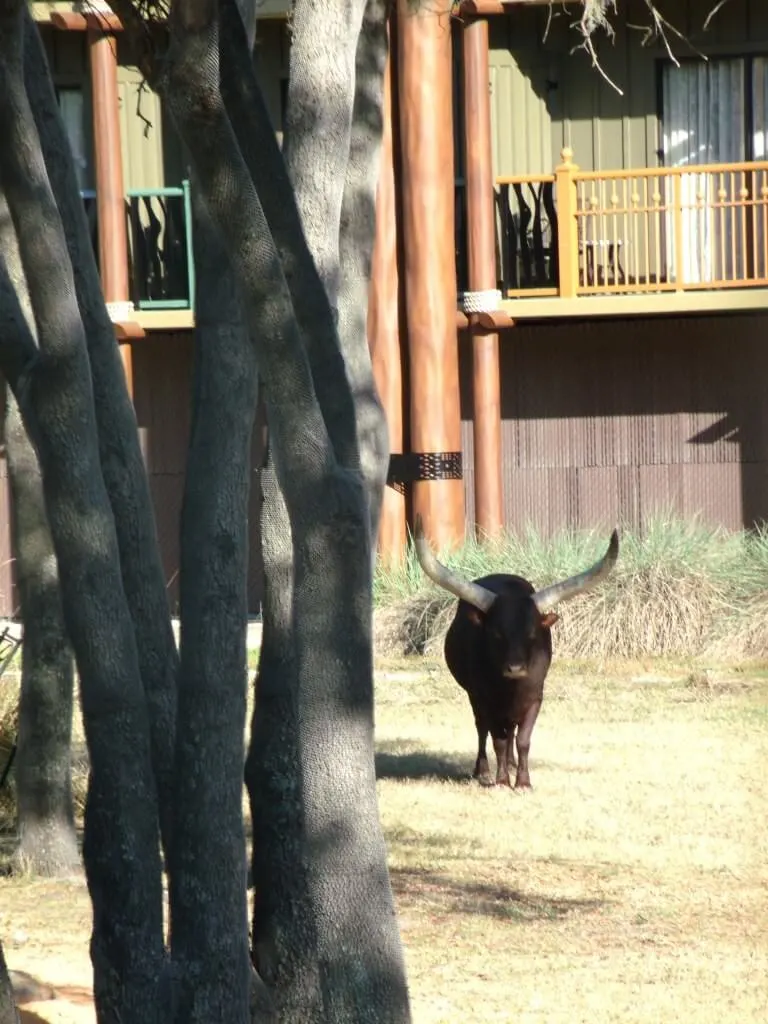 Ankole Cattle at Animal Kingdom Lodge