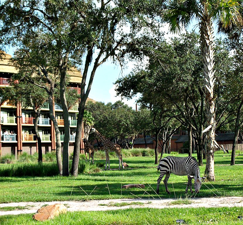 Zebra and giraffes at Disney's Animal Kingdom Lodge