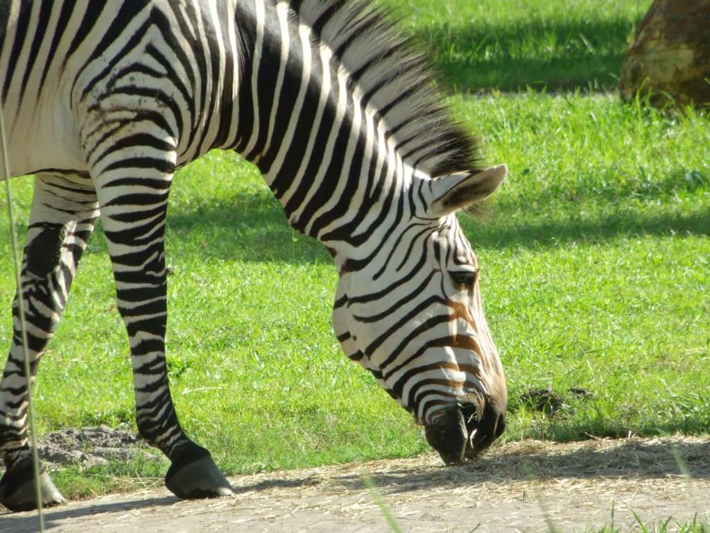 Zebra at Animal Kingdom Lodge