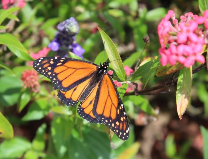 monarch butterfly at flower and garden epcot