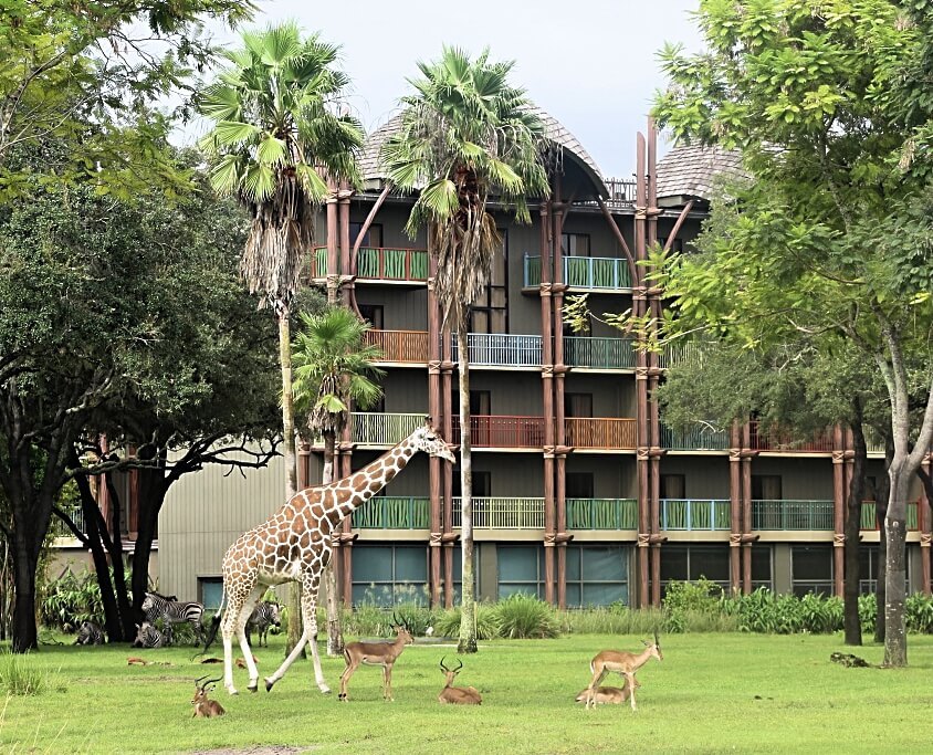 Safari animals at disney's animal kingdom lodge