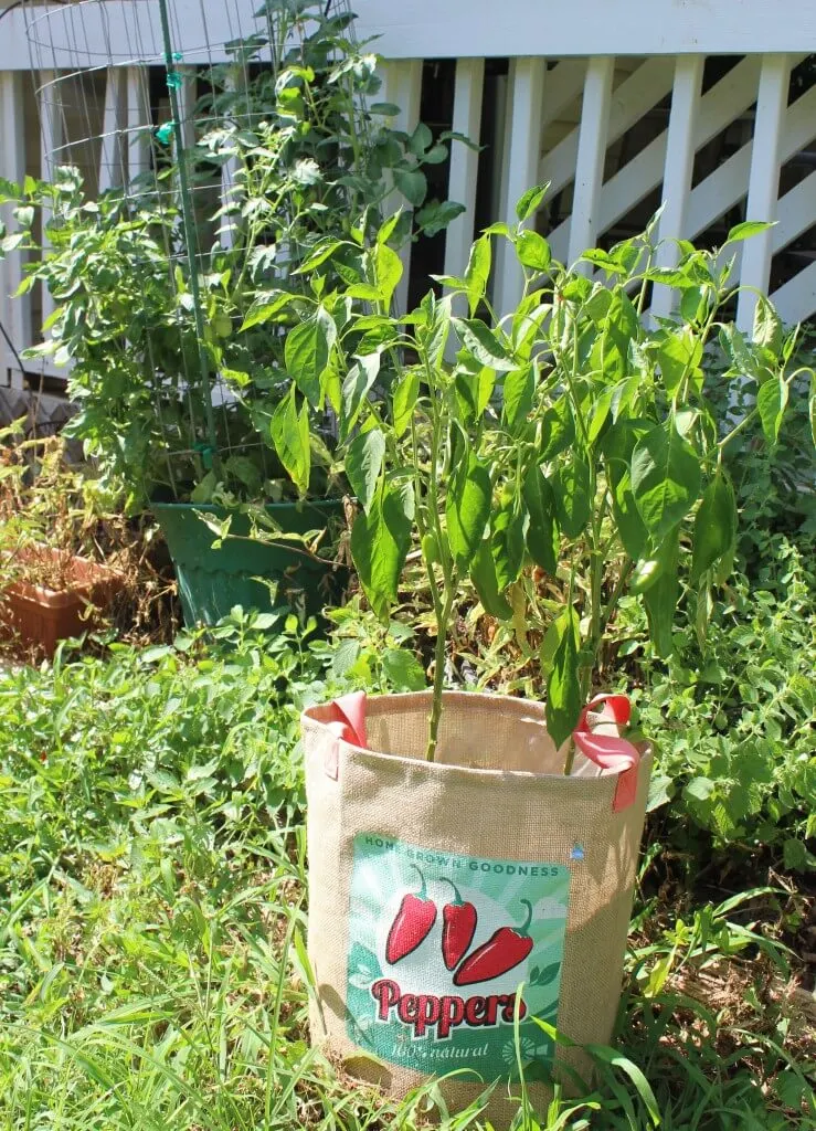 pepper plant in garden