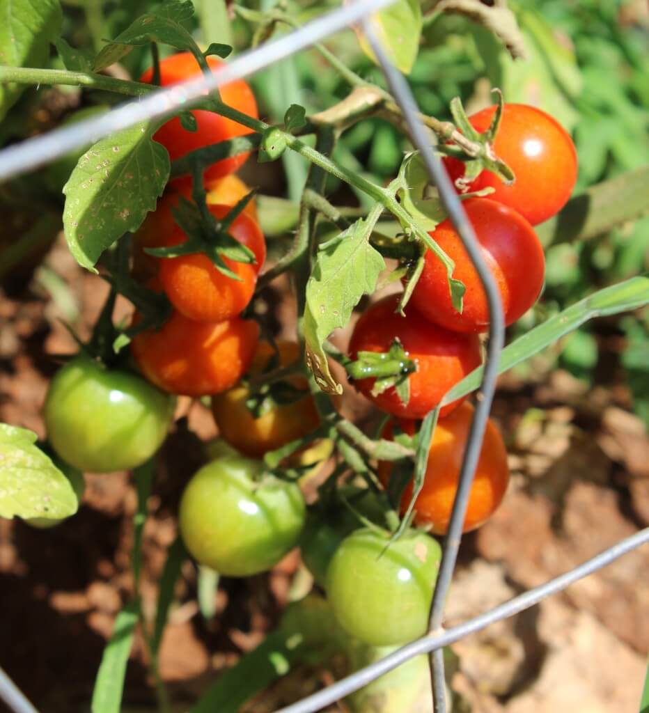 tomatoes on a tomato plant