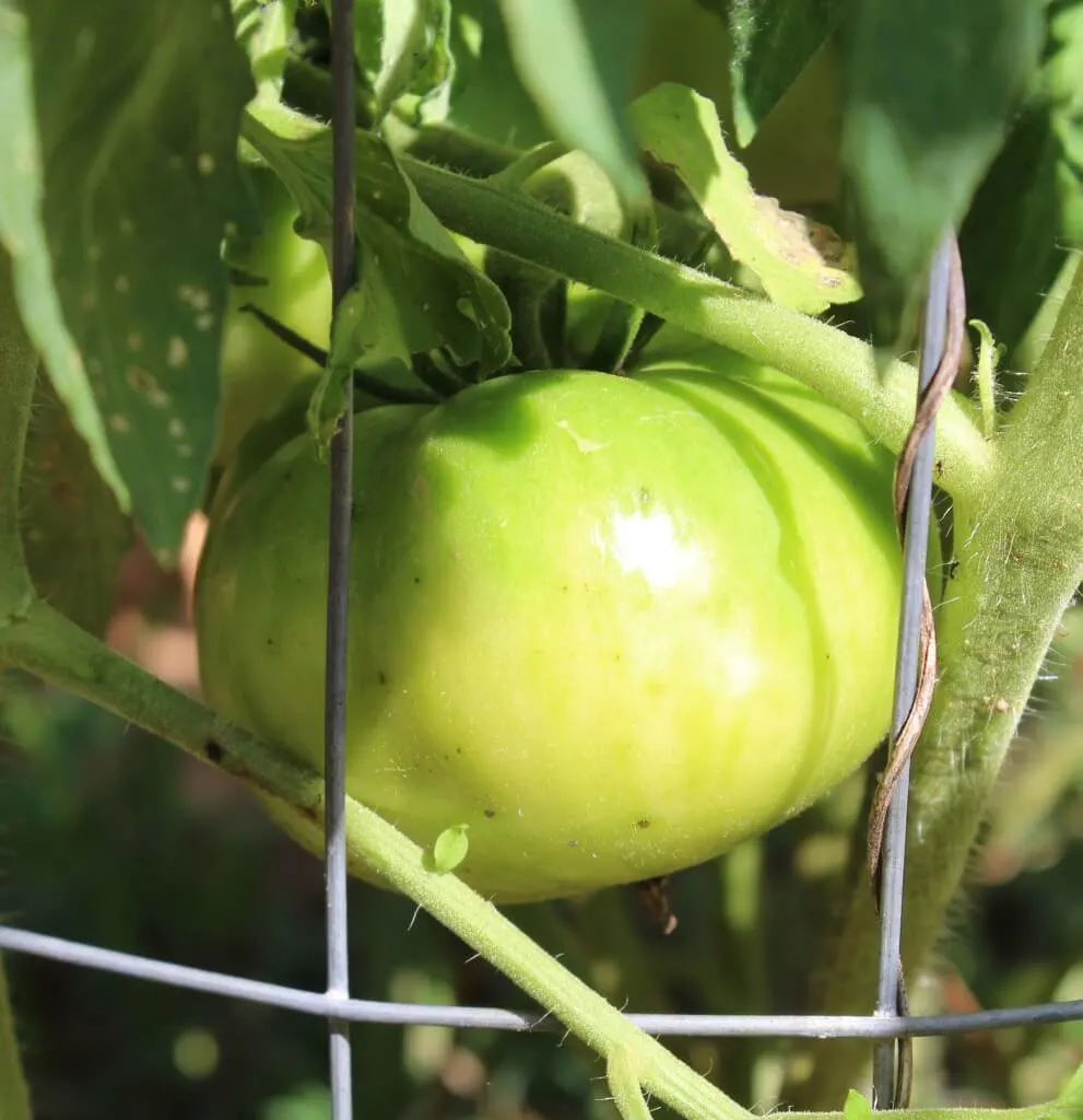 close up of a green tomato