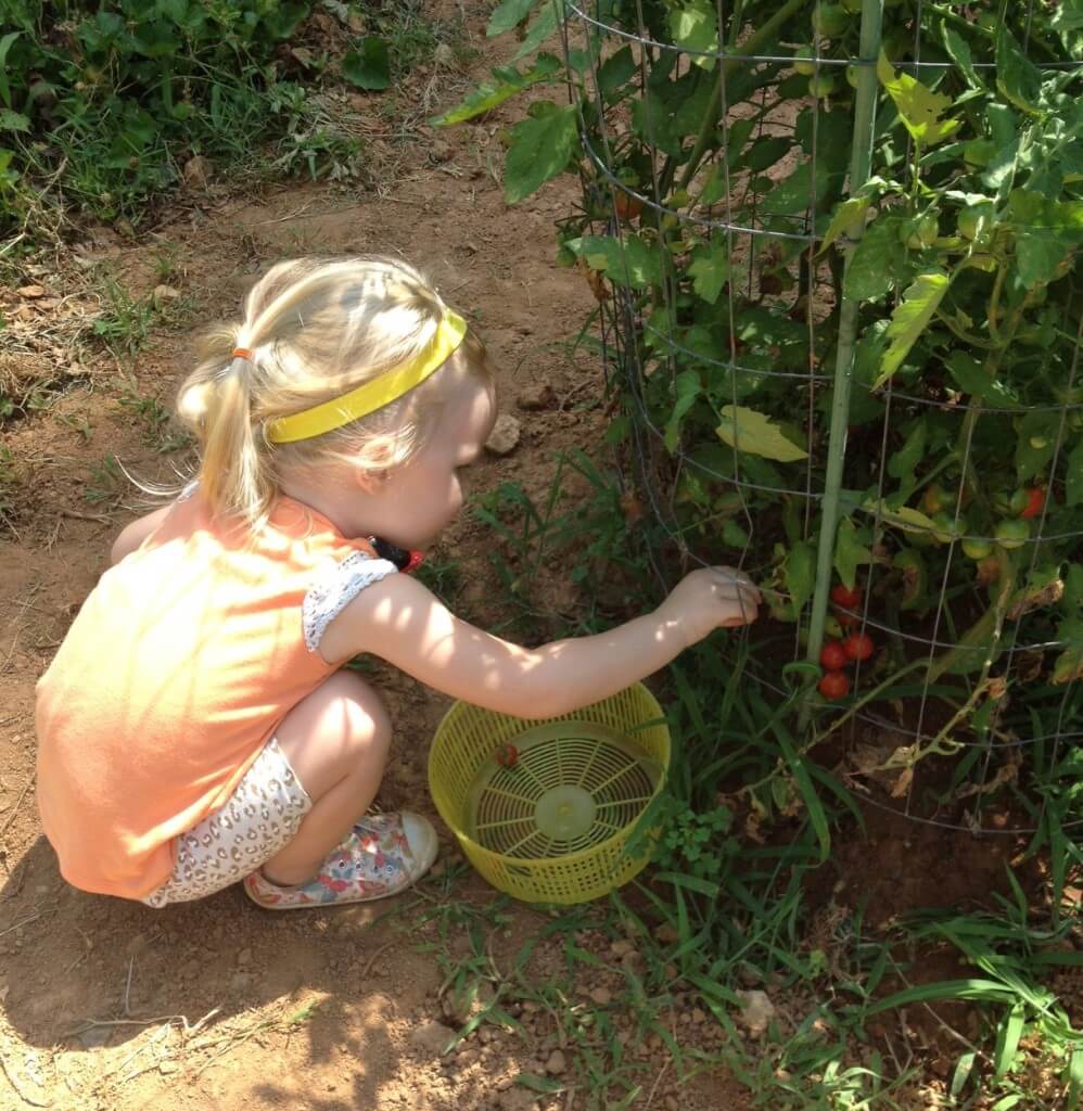 little girl picking strawberries