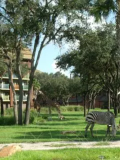 zebra and giraffe at Disney's animal kingdom lodge