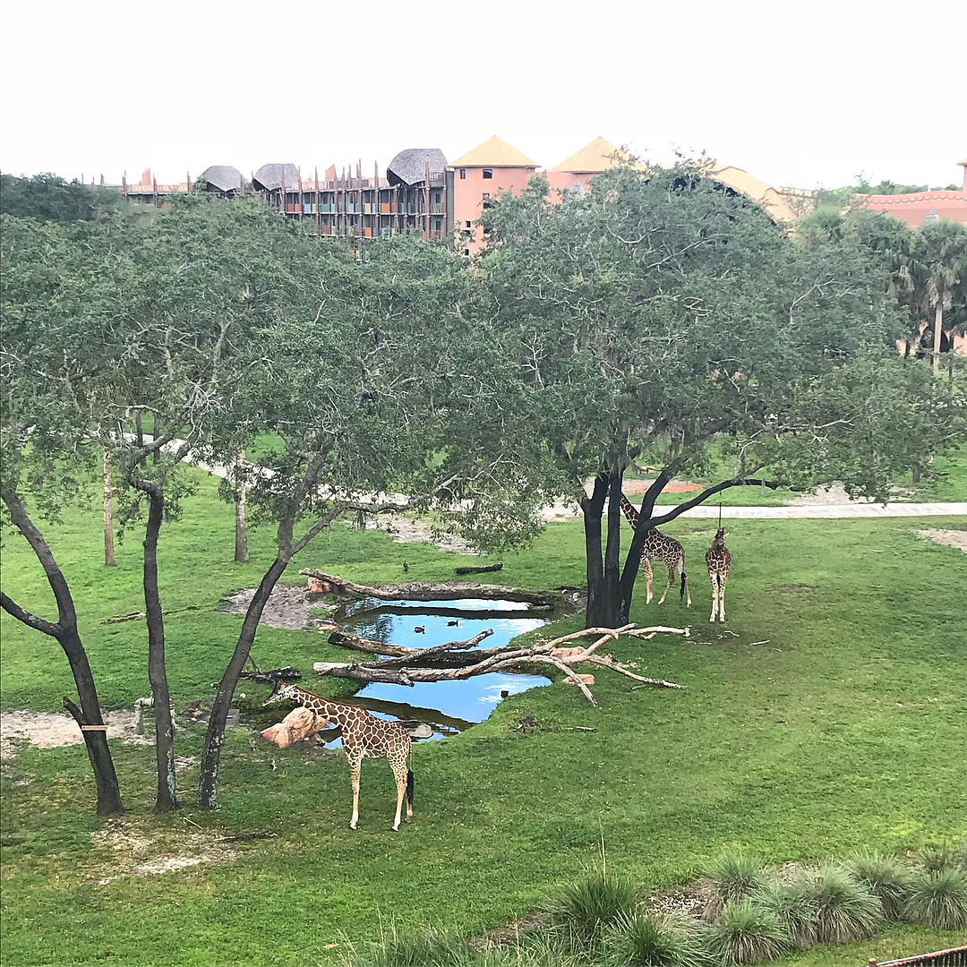 giraffes at Animal Kingdom Lodge