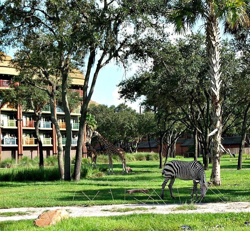Giraffe and zebra at Disney's Animal Kingdom Lodge