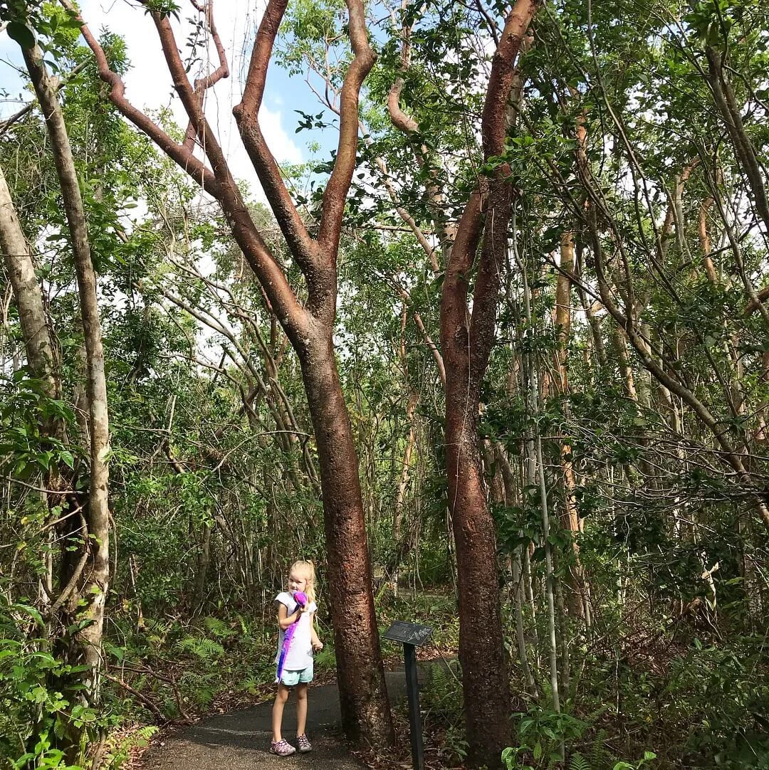 Little girl at Everglades National Park