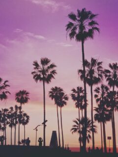 sunset, purple sky and palm trees