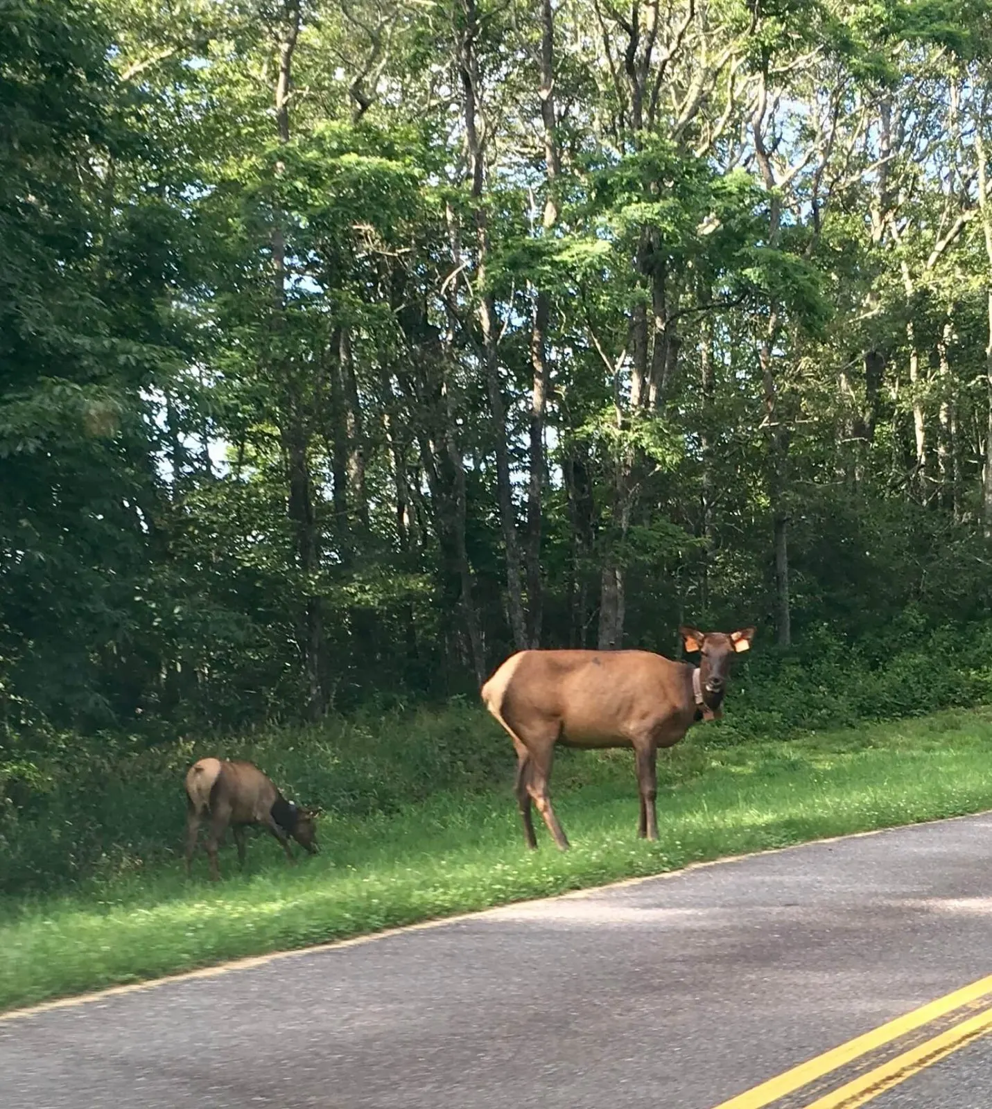 elk near the road 