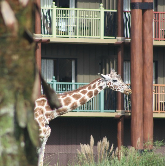 giraffe at animal kingdom lodge