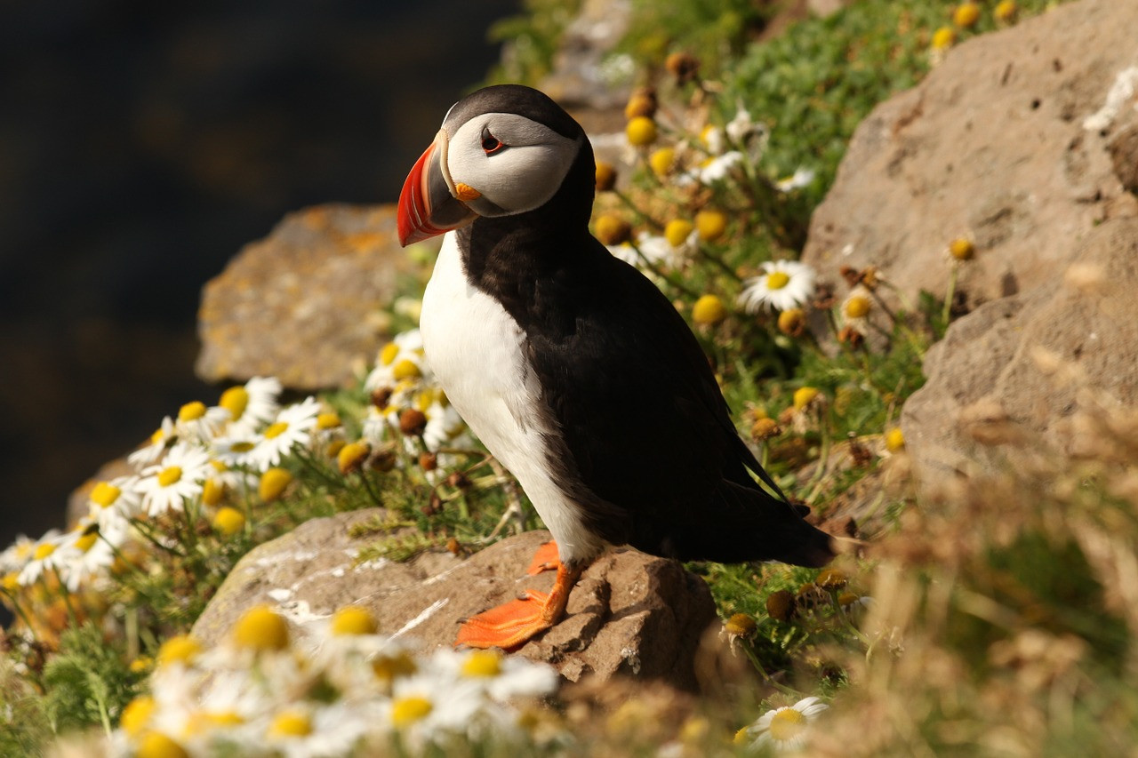 puffin on a rock - Iceland in June