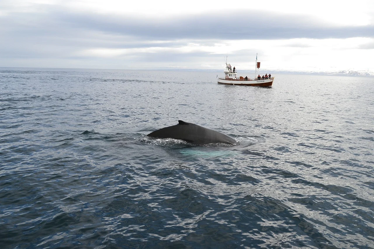 whale and whale watching boat in iceland