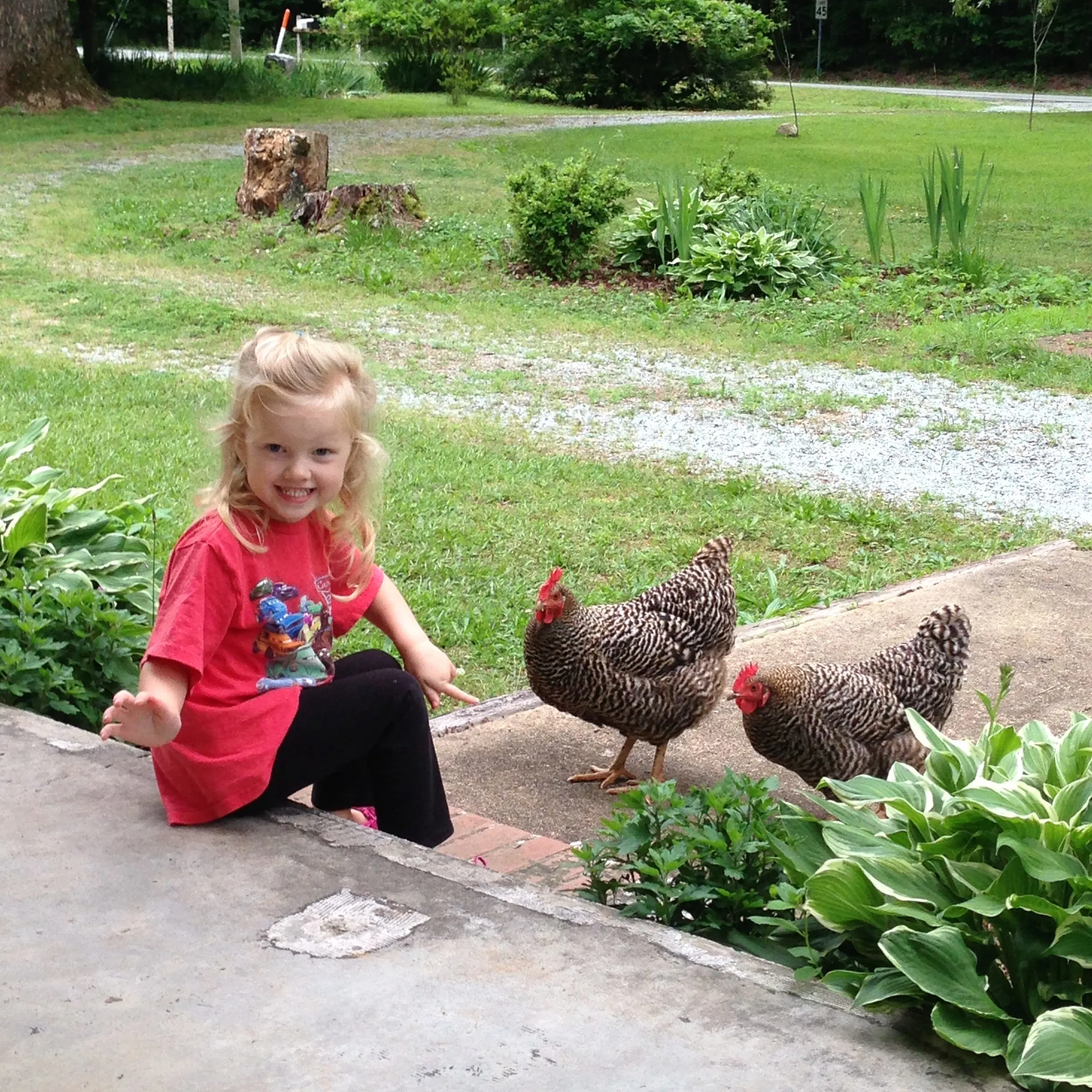 little girl sitting on porch with chickens on concrete walkway