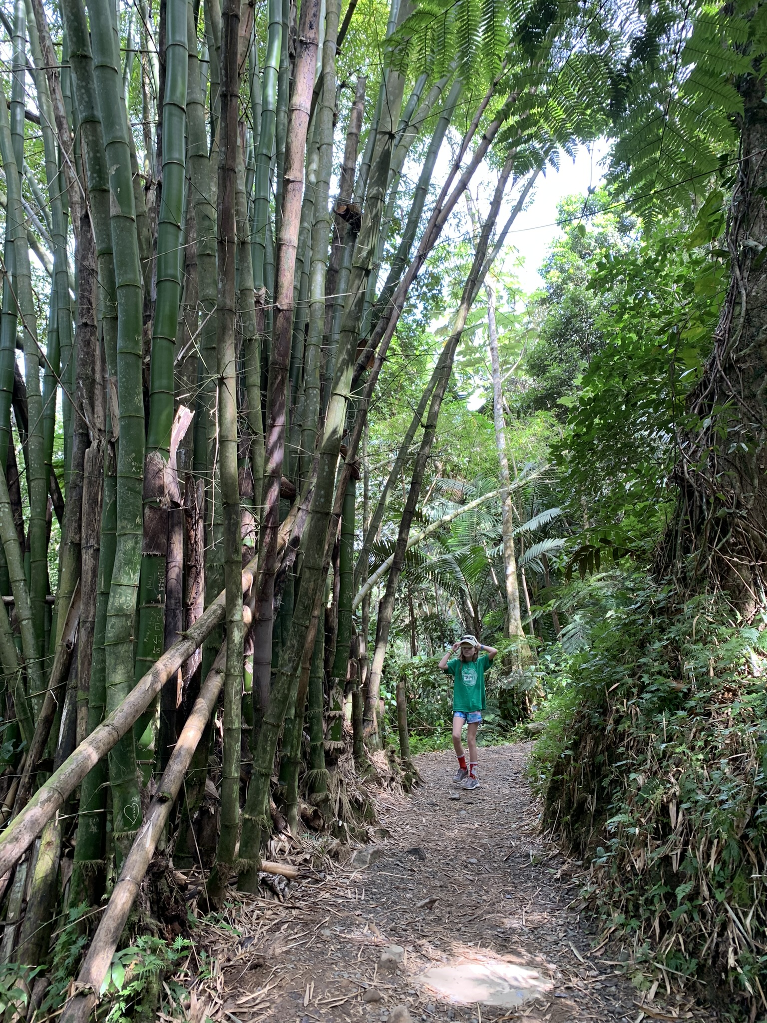 puerto rico rainforest hiking trail 