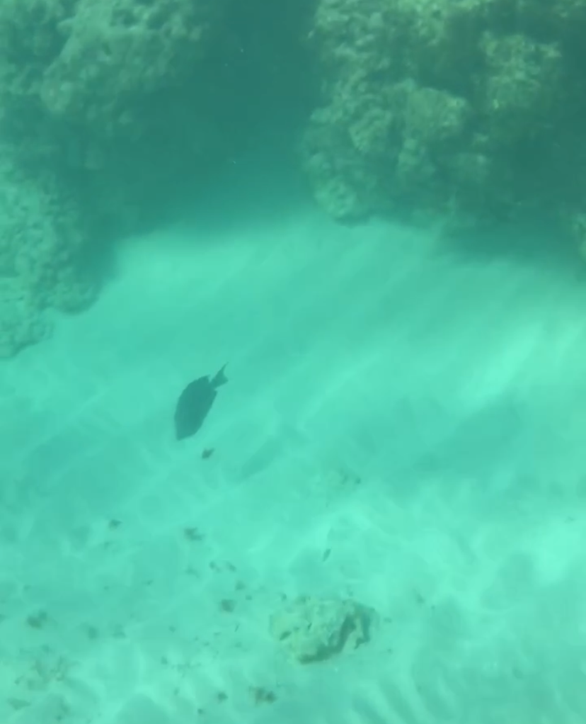 underwater view of fish 