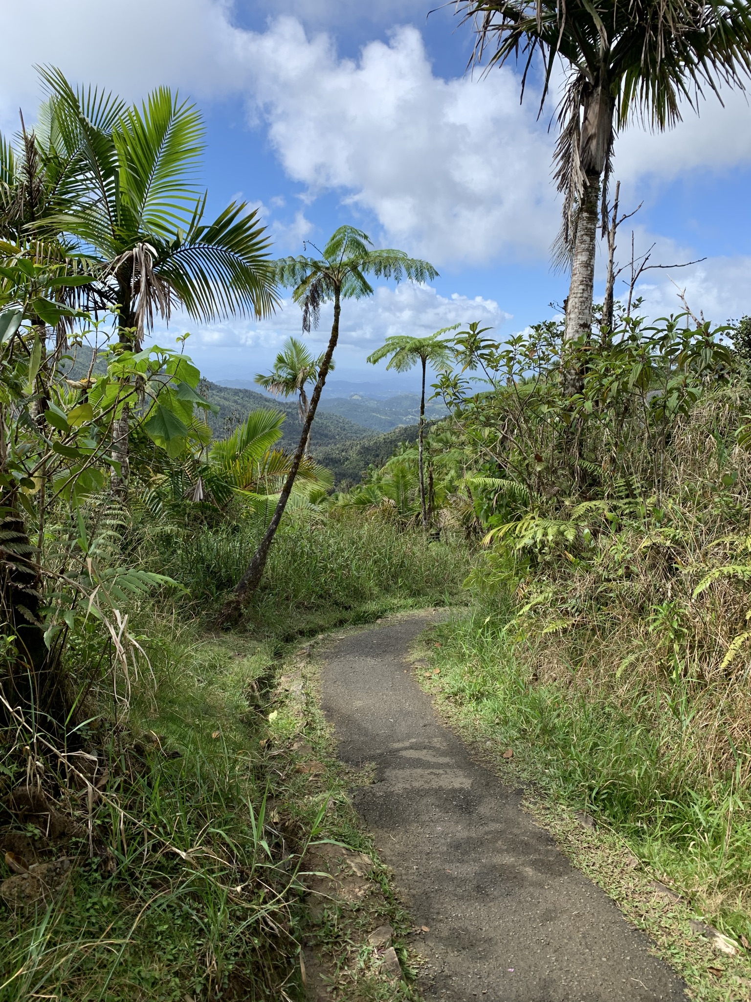 hiking trail in el yunque national forest