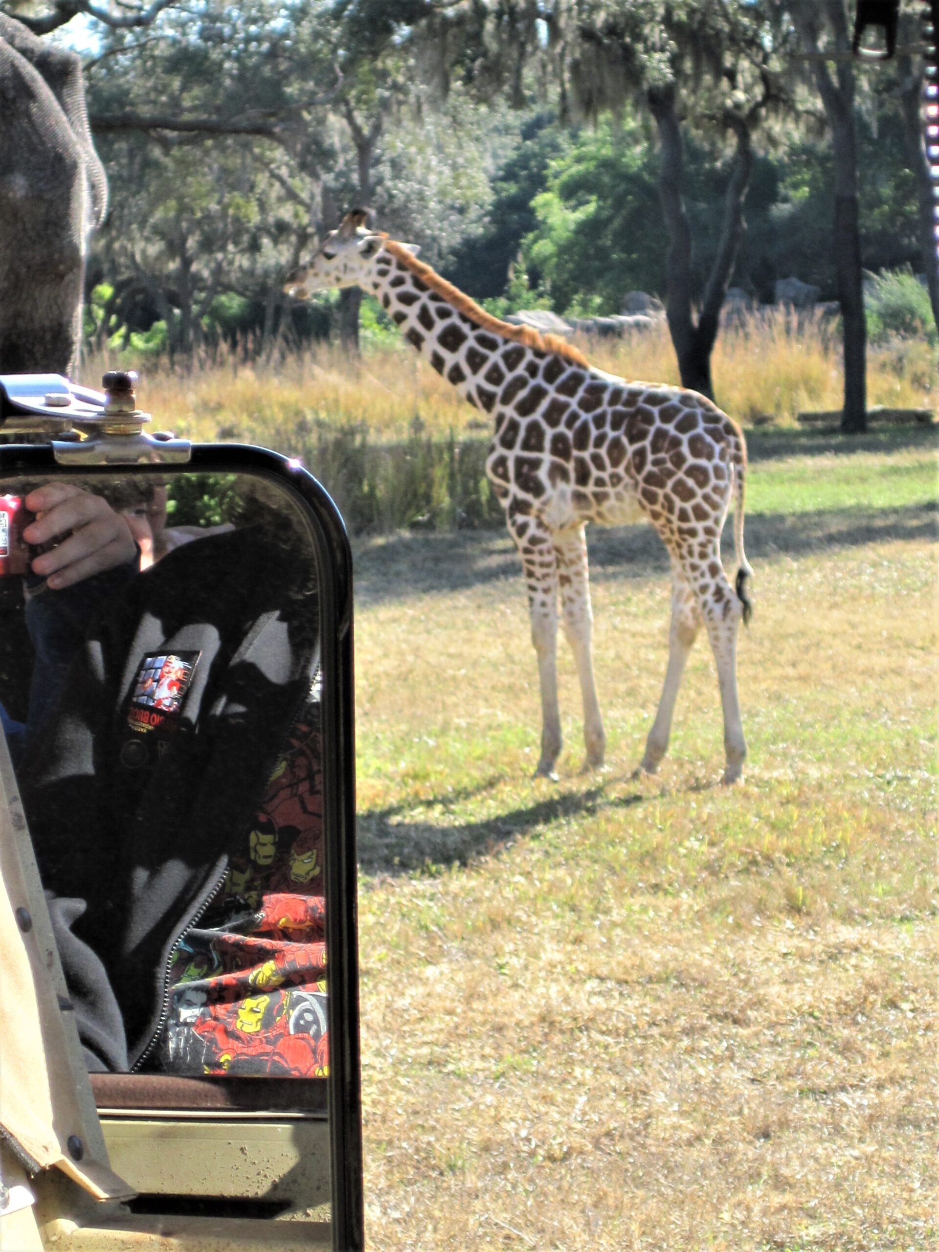 giraffe from kilimanjaro safaris ride