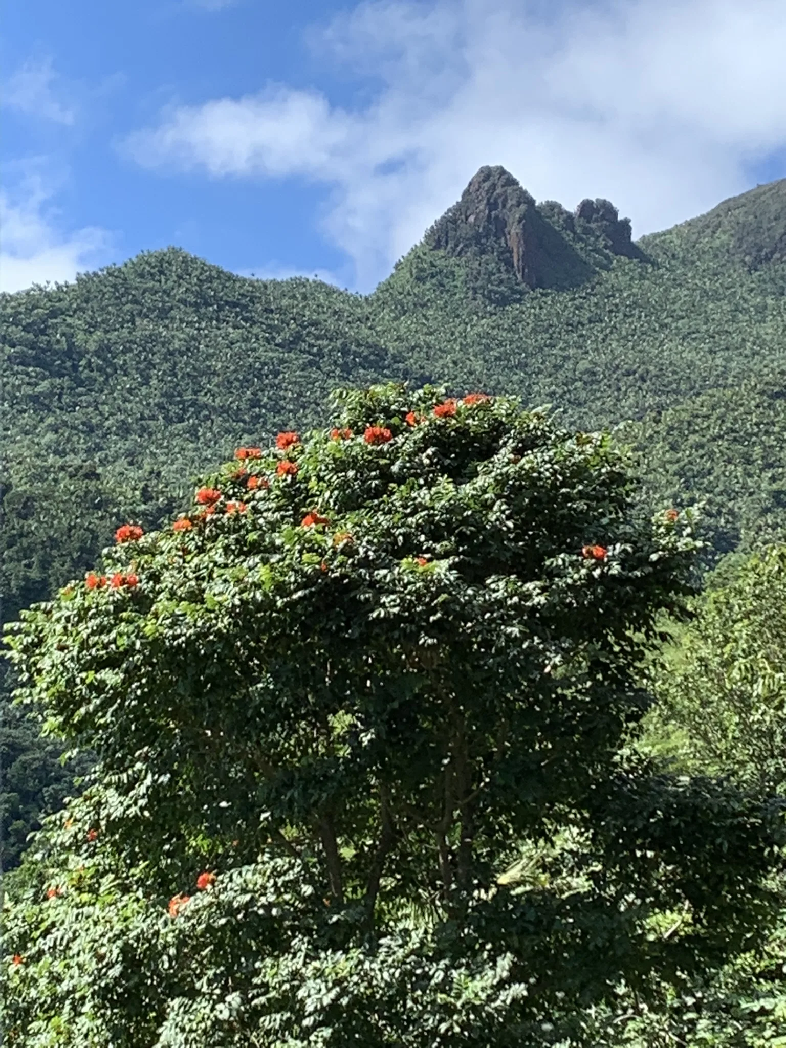 el yunque mountains and flowering tree