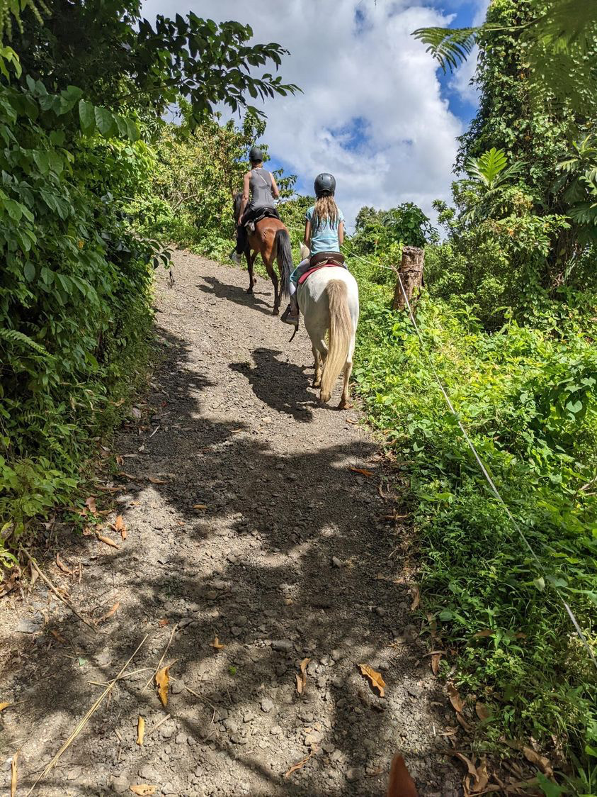 el yunque horseback riding puerto rico trail