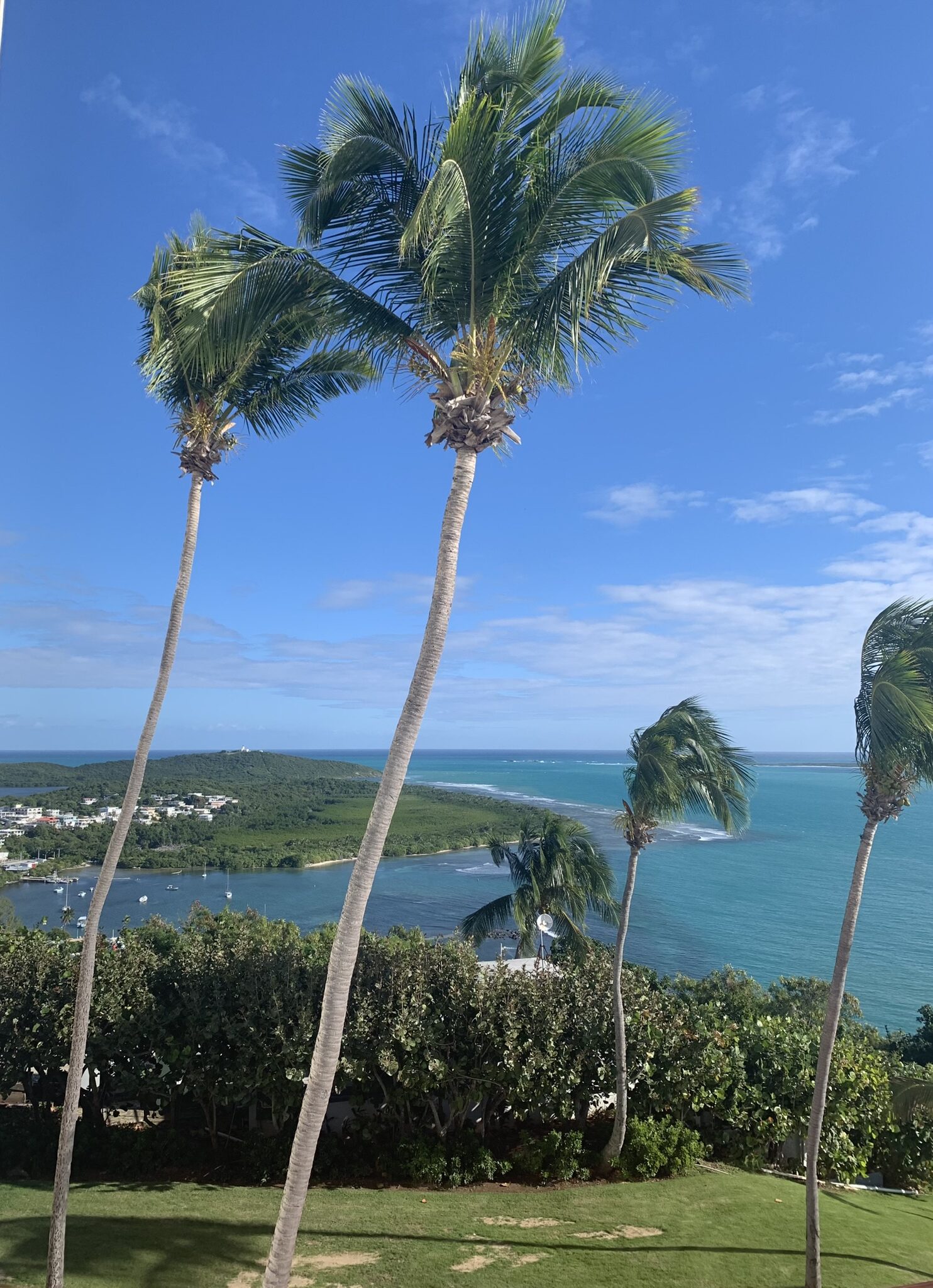 palm trees and ocean during four days in puerto rico