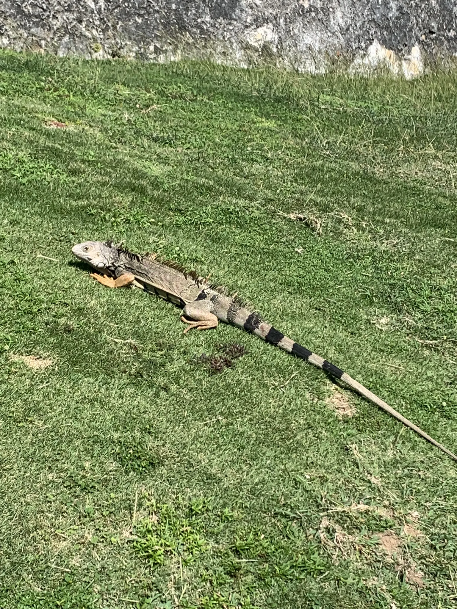 iguana on grass at el morro
