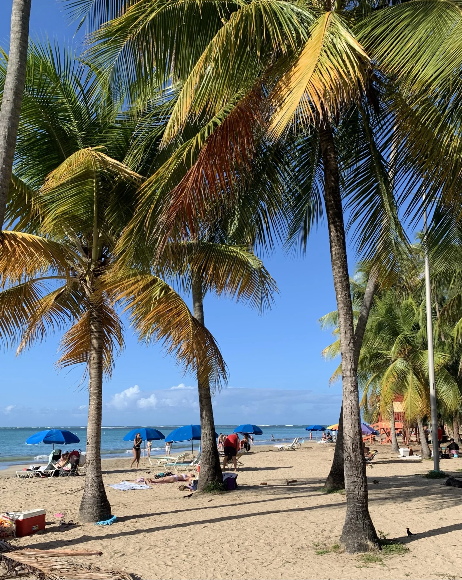 luquillo beach with palm trees
