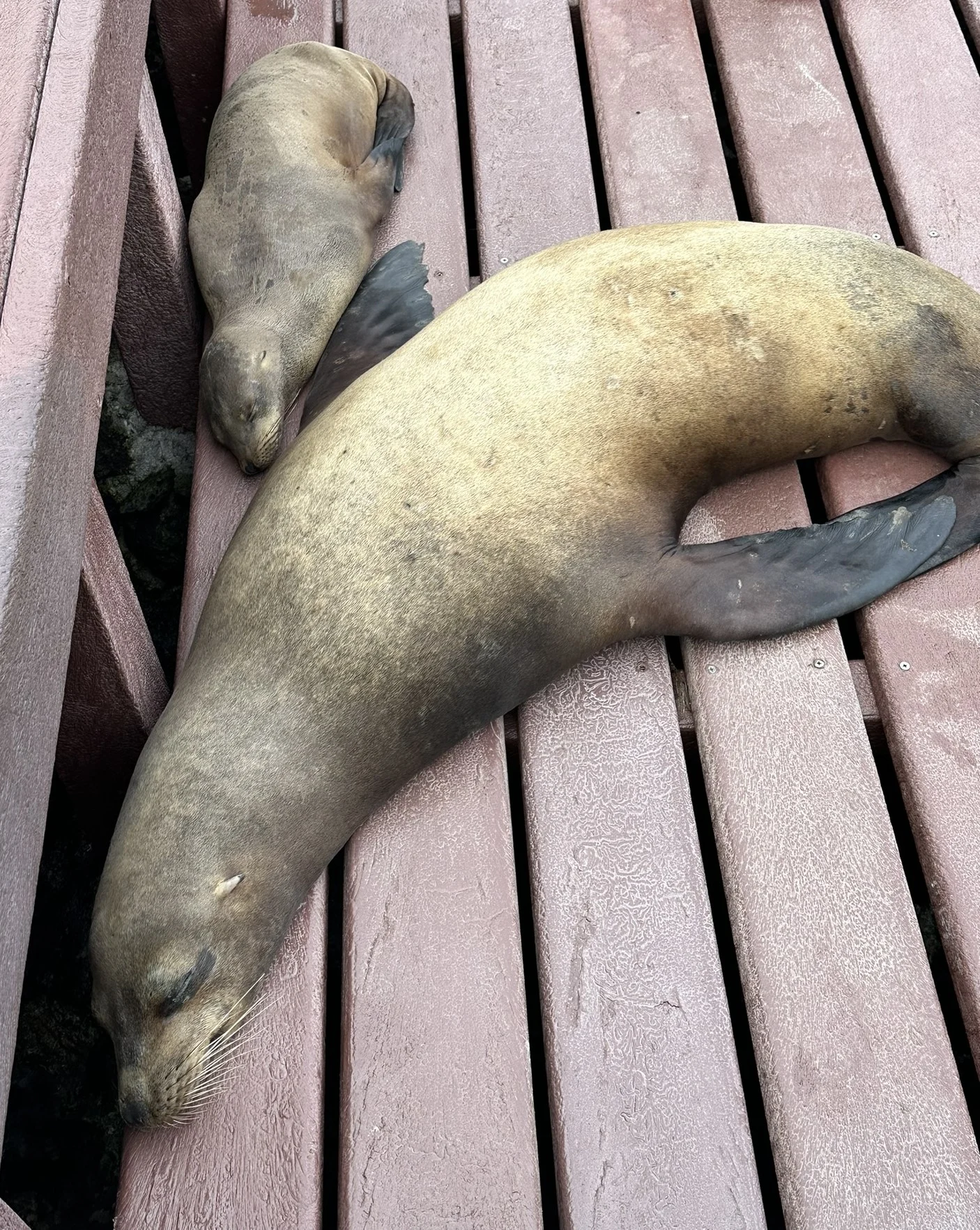 sea lions on dock
