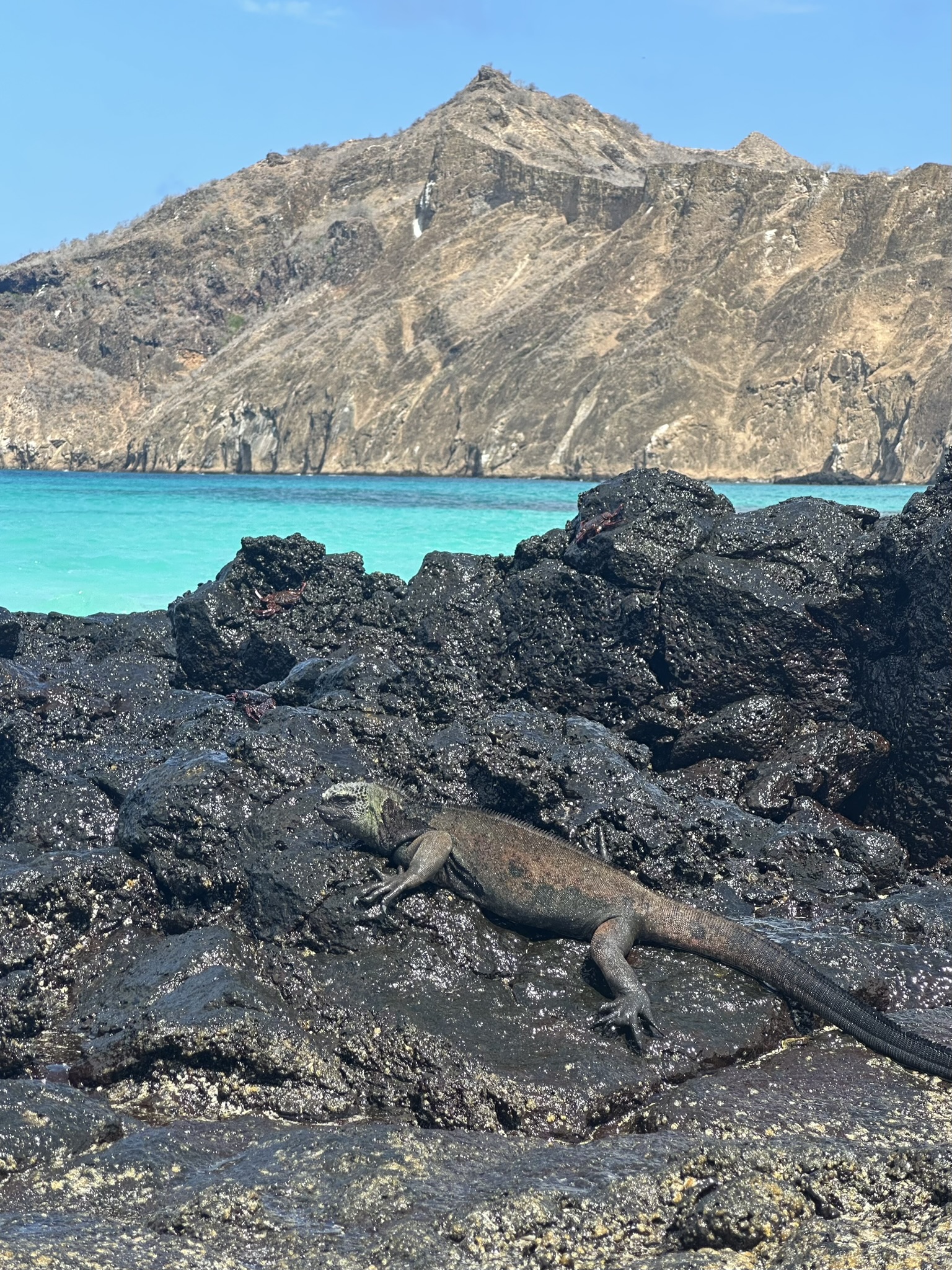 marine iguana on lava rocks