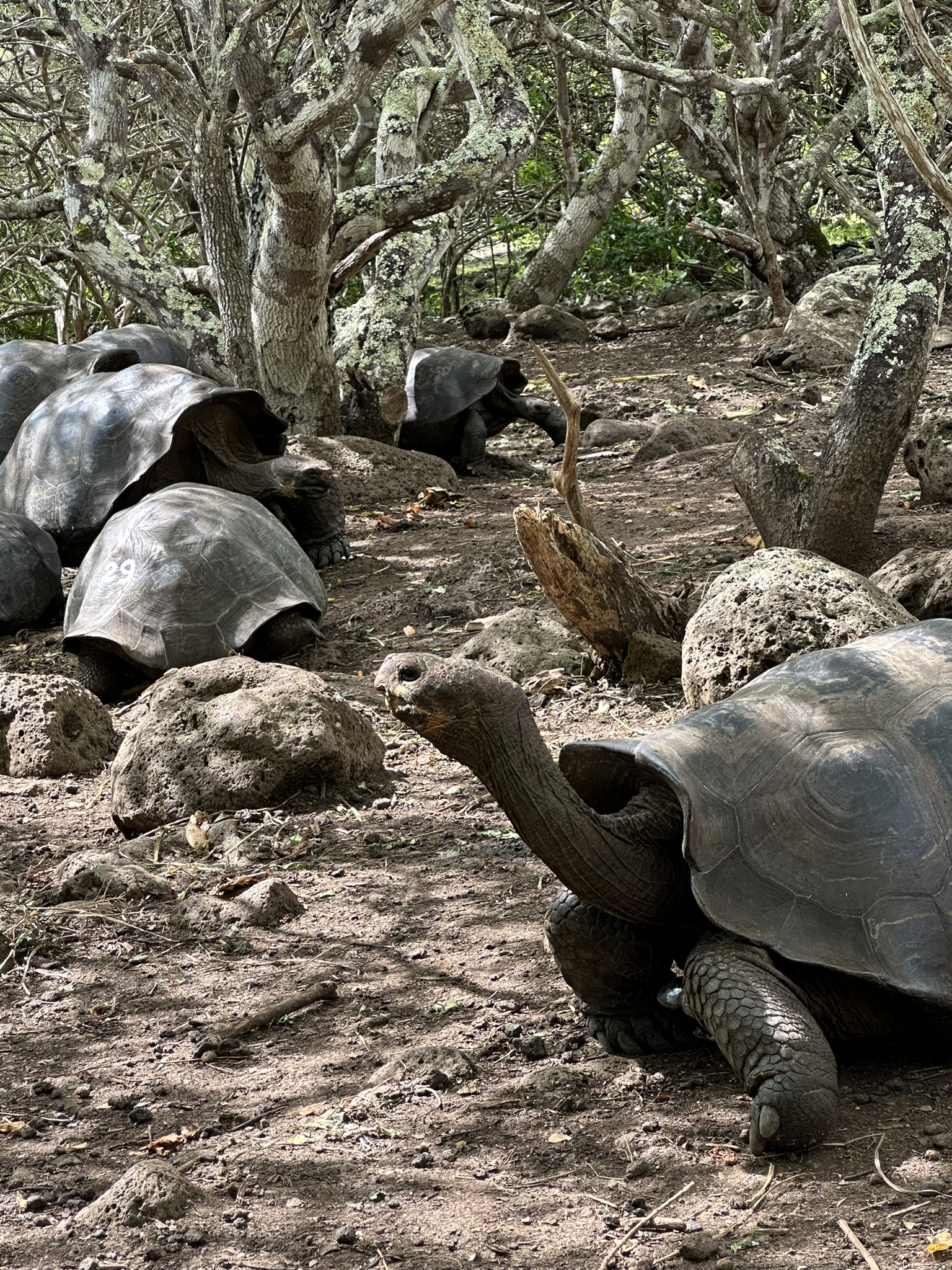 giant tortoises san cristobal galapagos