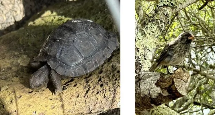 baby tortoise and darwin's finch